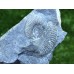 Asphinctites sp.